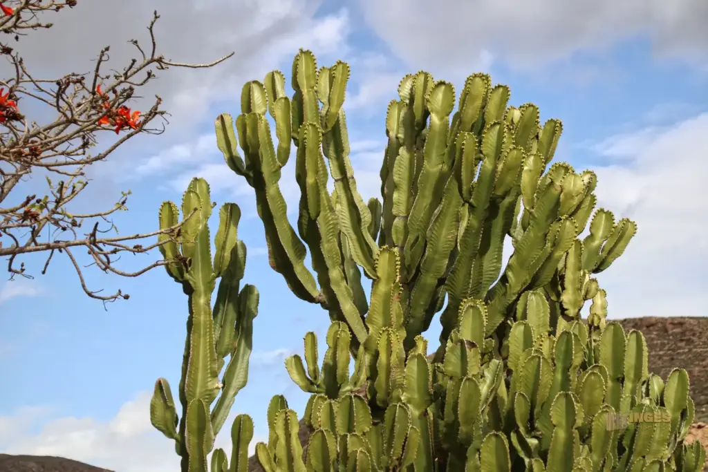 cactus nijar botanischer garten 5092