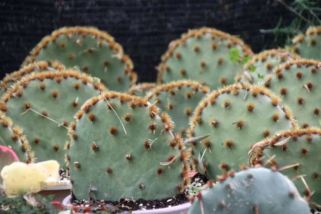 details cactus nijar botanischer garten 4891
