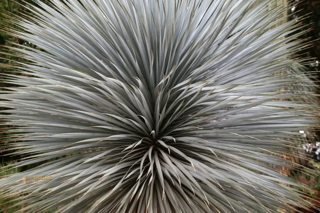 details cactus nijar botanischer garten 4911