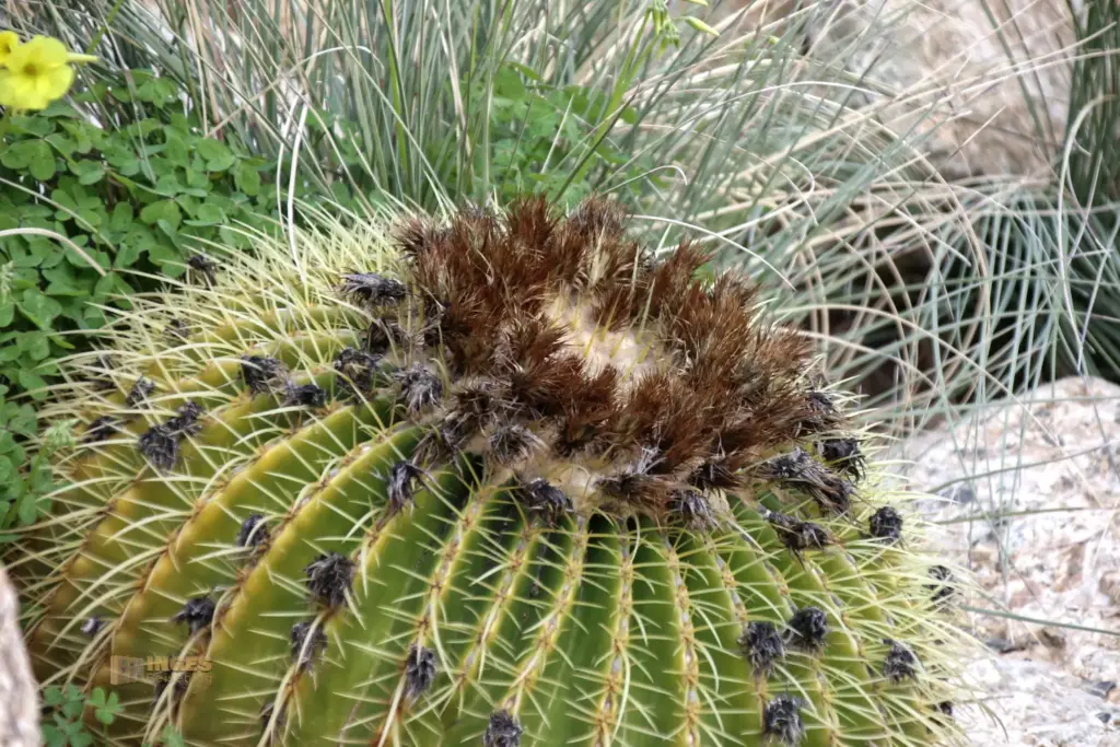 details cactus nijar botanischer garten 4931