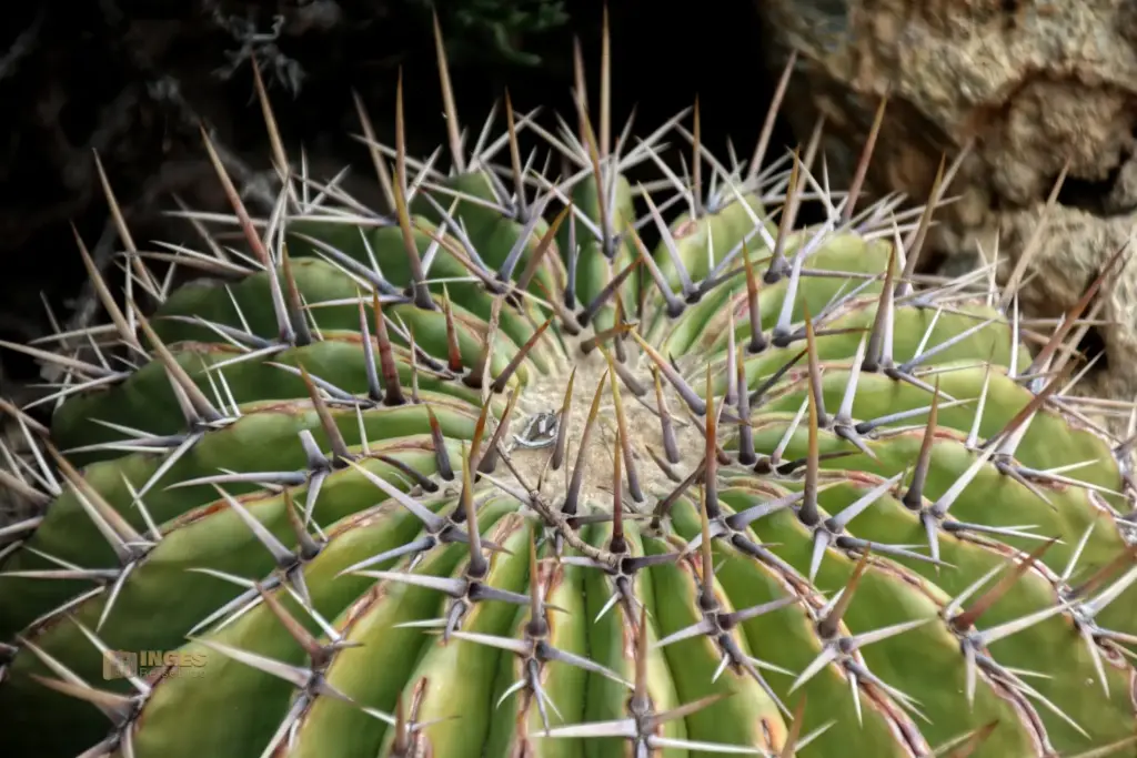 details cactus nijar botanischer garten 4933