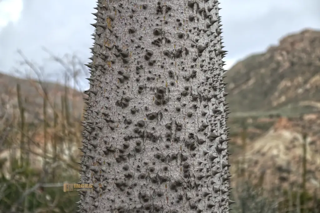 details cactus nijar botanischer garten 4963