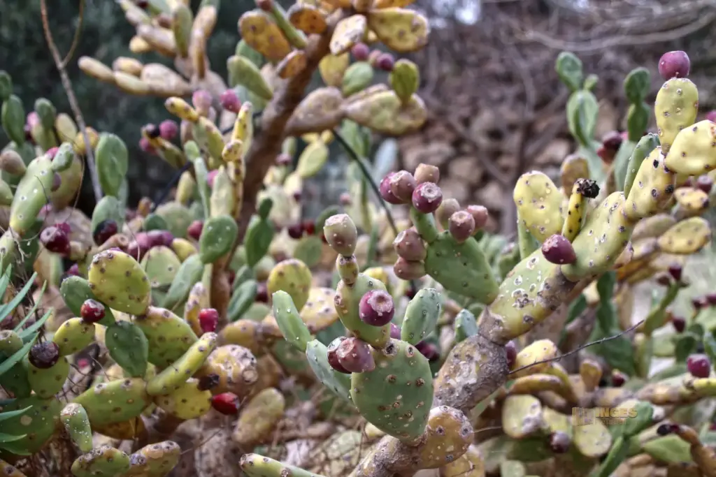 details cactus nijar botanischer garten 4980