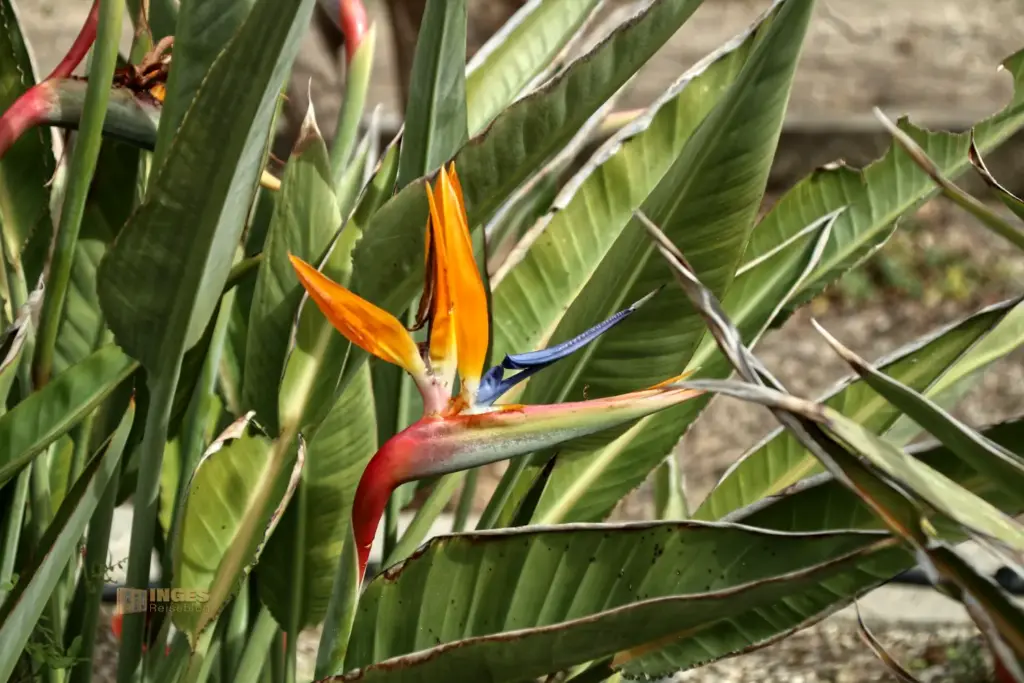 details cactus nijar botanischer garten 5041