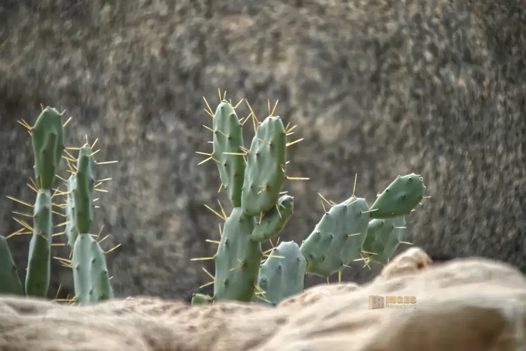 details cactus nijar botanischer garten 5053