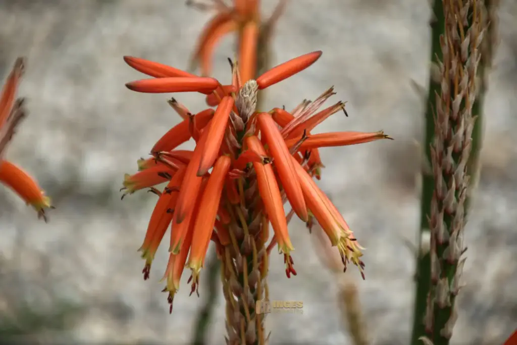 details cactus nijar botanischer garten 5057