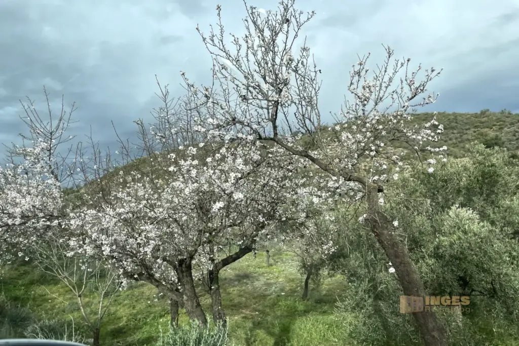 umland zwischen los gallardos und lubrin andalusien 4114