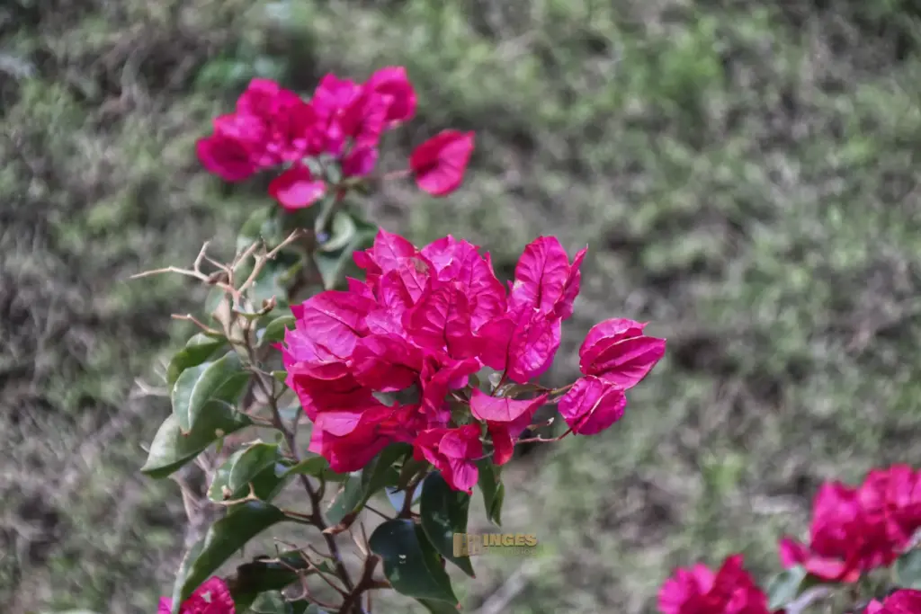 garten alcazaba almeria 5578